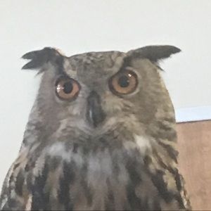 Meet your Posher, Justin